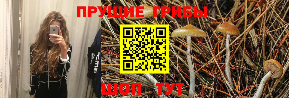 Вятские Поляны  Галлюциногенные грибы GOLDEN TEACHER  купить   Вход с VPN 